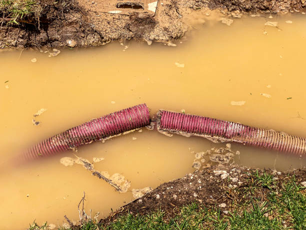 Best Mold removal after water damage  in Olney, TX